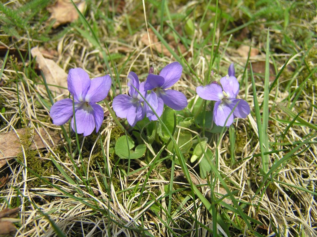 Viola_hirta2-1024x766